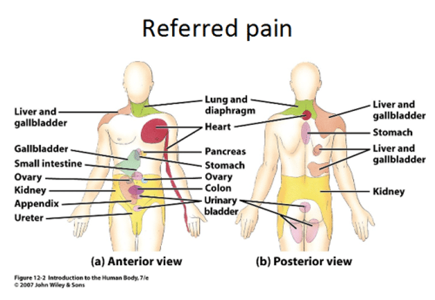 Wat hebben je darmen en rugpijn met elkaar te maken? Afbeelding1 1 4